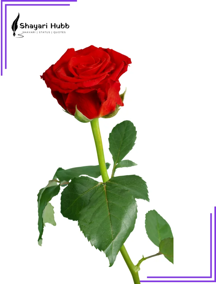 Love Shayari Hindi